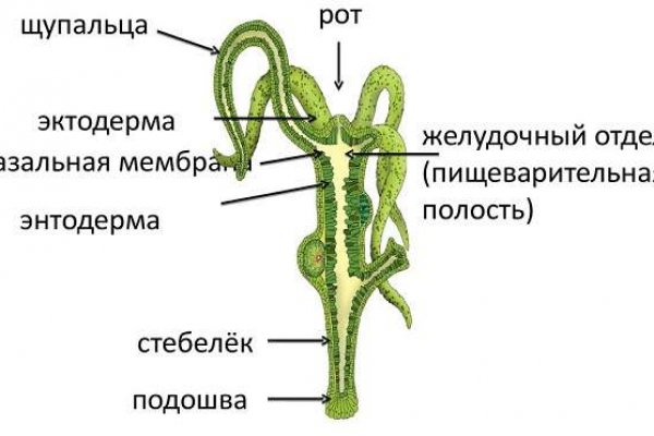 Кракен сайт ссылка тор браузере